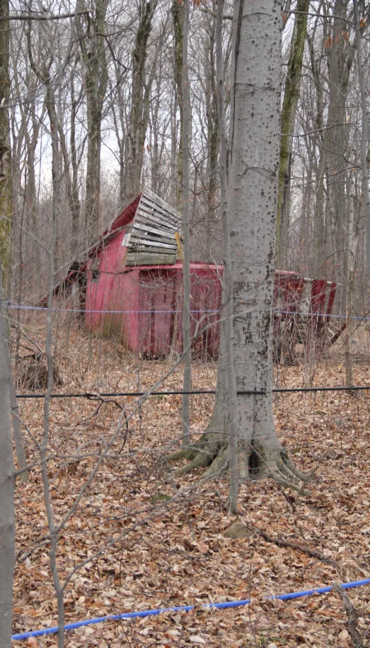 Bâtiment de bois rouge et tubulures bleues à travers les érables dénudés