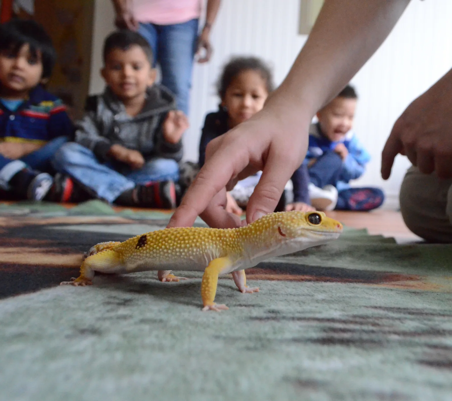 Une main guide un gecko léopard jaune sur le tapis sous le regard des enfants assis