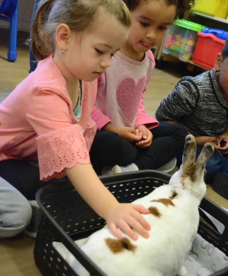 Fillette qui flatte doucement un lapin blanc et brun installé dans un panier