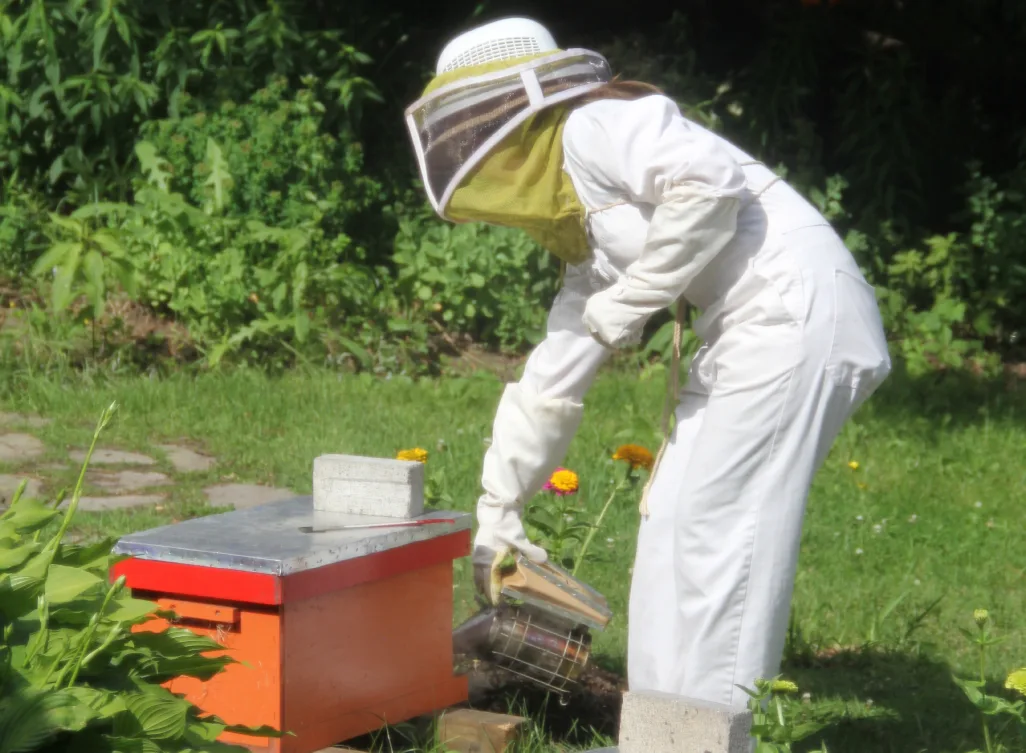 Apicultrice en combinaison blanche qui enfume une ruche rouge dans le jardin