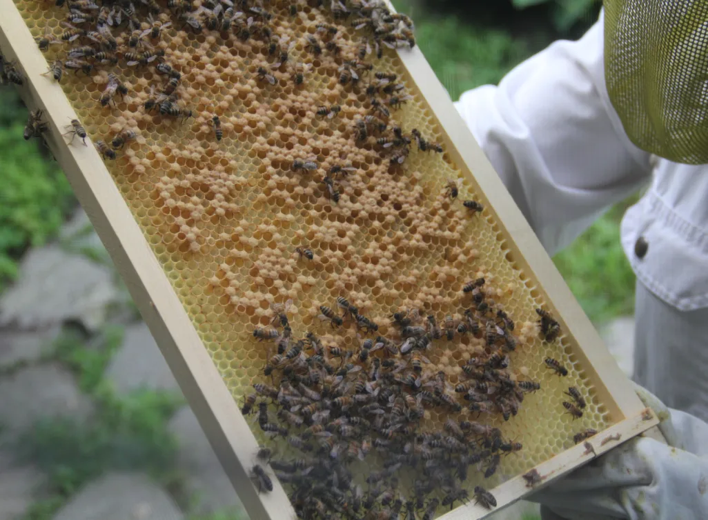 Gros plan d'un cadre de ruche rempli d'abeilles tenu par l'apiculteur