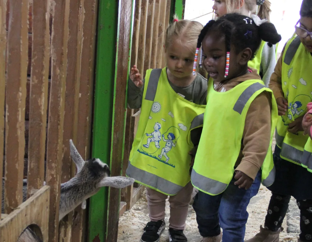 Des tout-petits en dossards jaunes saluent un petit chevreau à la porte de l'étable