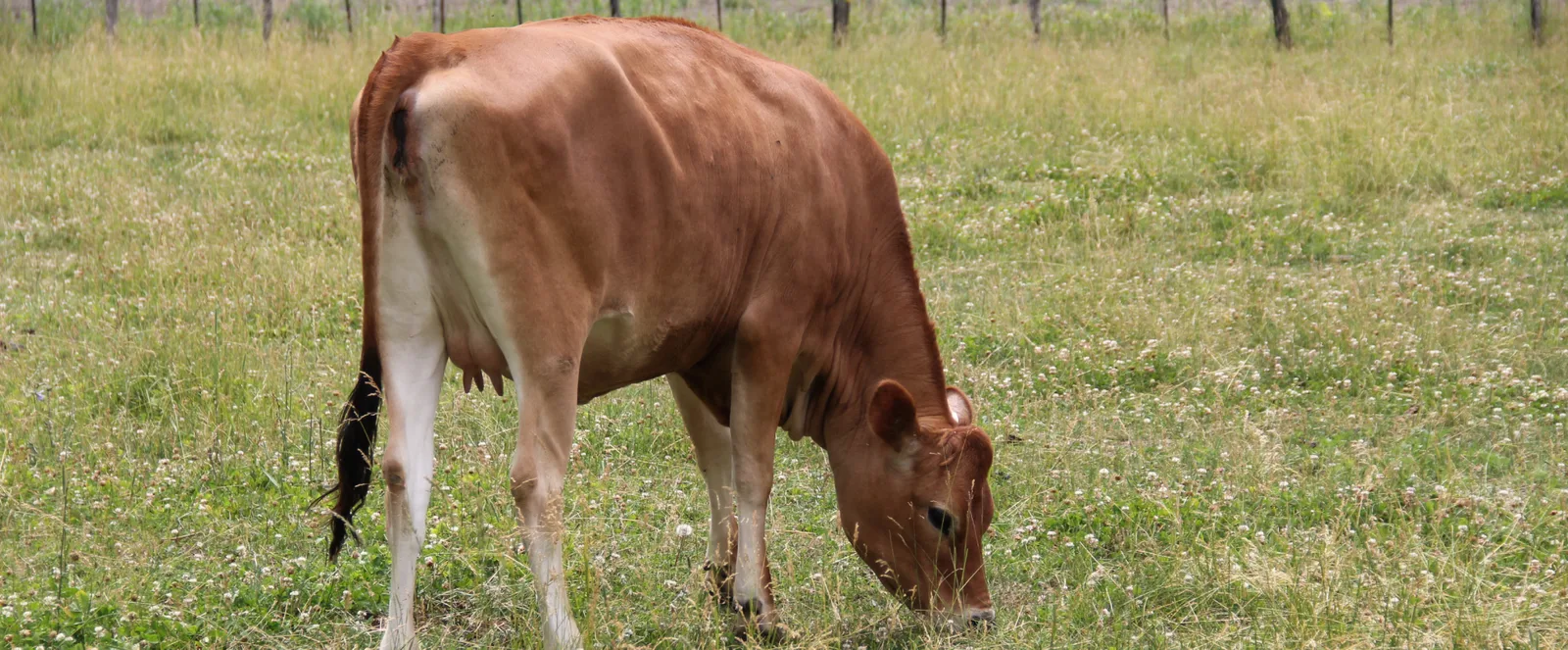Une vache brune broute dans un pré herbeux à la ferme