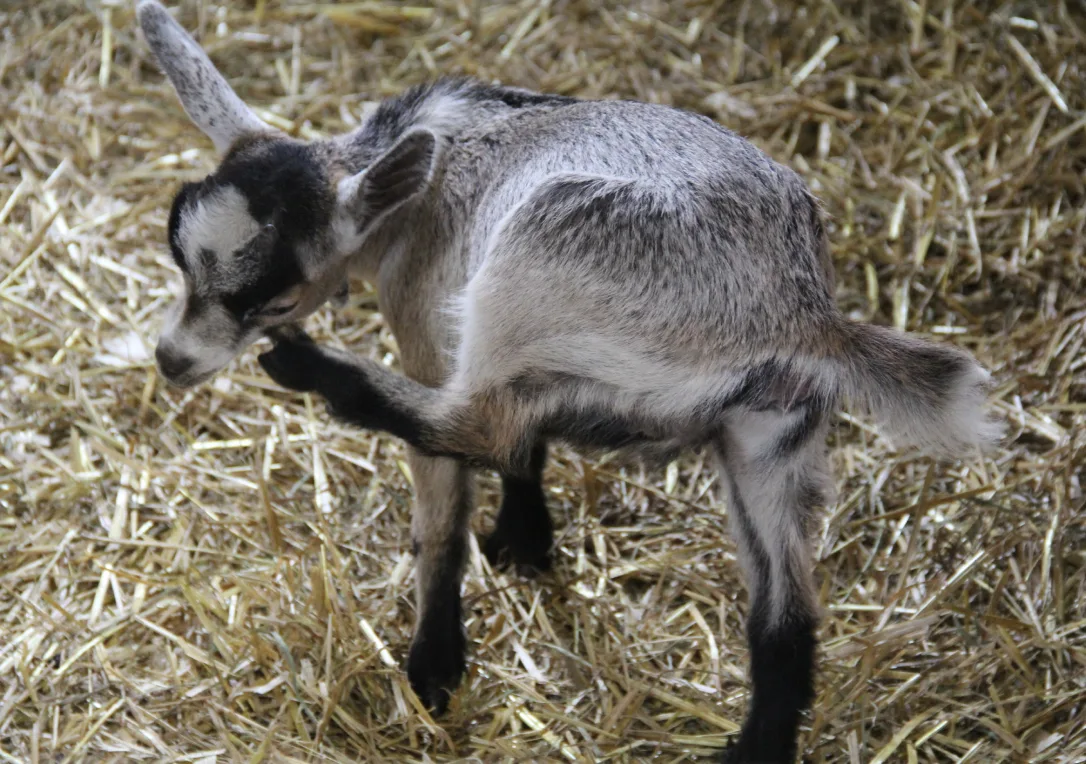 Un chevreau gris et blanc debout sur la paille dans l'étable