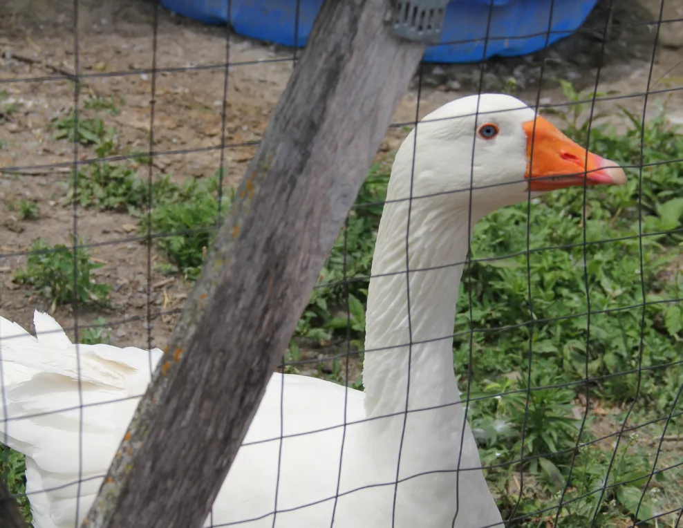 Une oie blanche au bec orange vif aperçue à travers la clôture grillagée