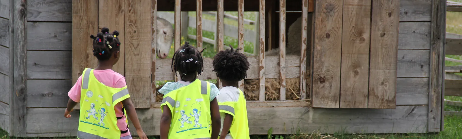 Trois enfants en dossards observent un animal entre les planches de la grange