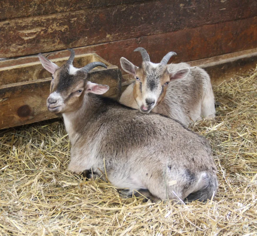 Deux chèvres couchées sur la paille dans un enclos de la grange