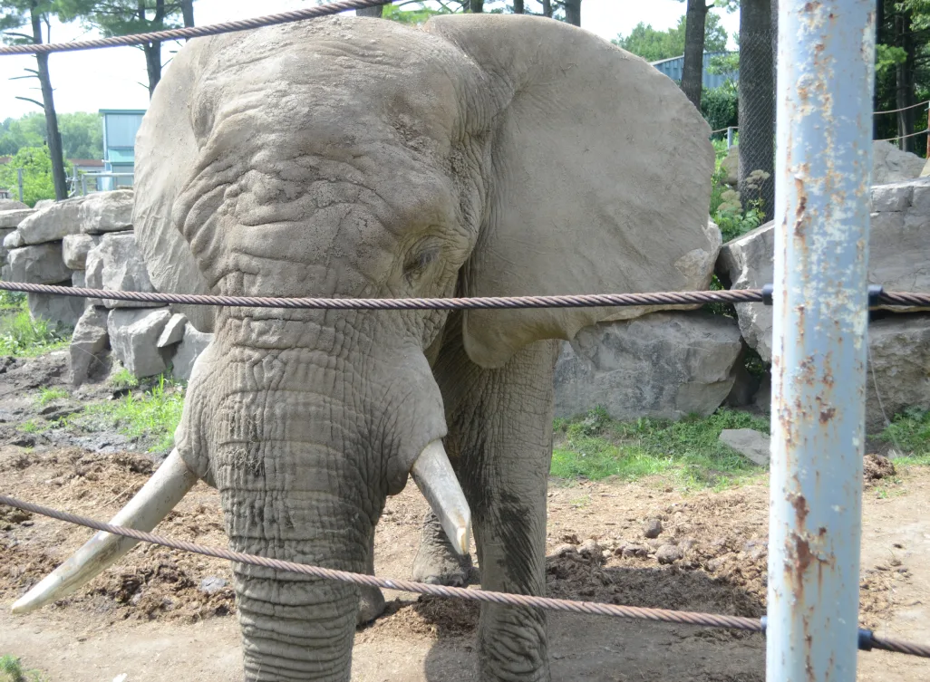 Éléphant d'Afrique aux grandes défenses debout près des rochers, derrière une clôture