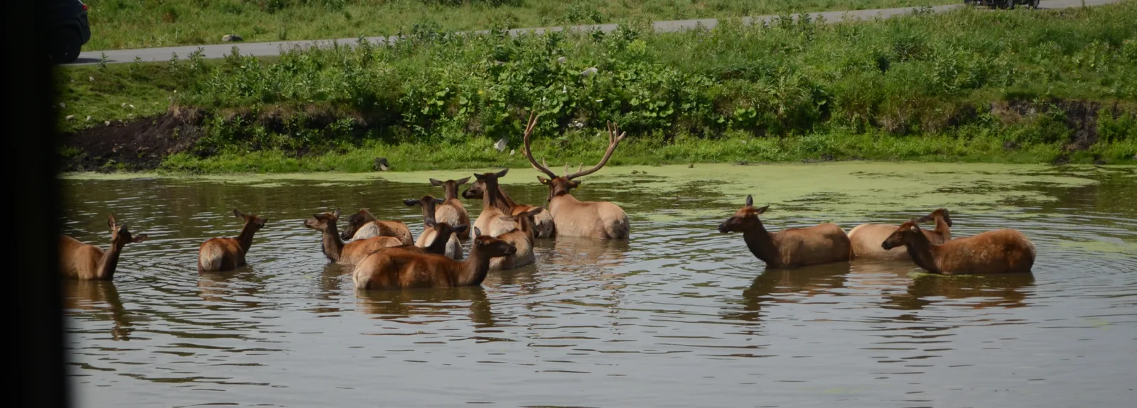 Troupeau de wapitis qui se rafraîchissent dans un étang au bord d'une rive verdoyante