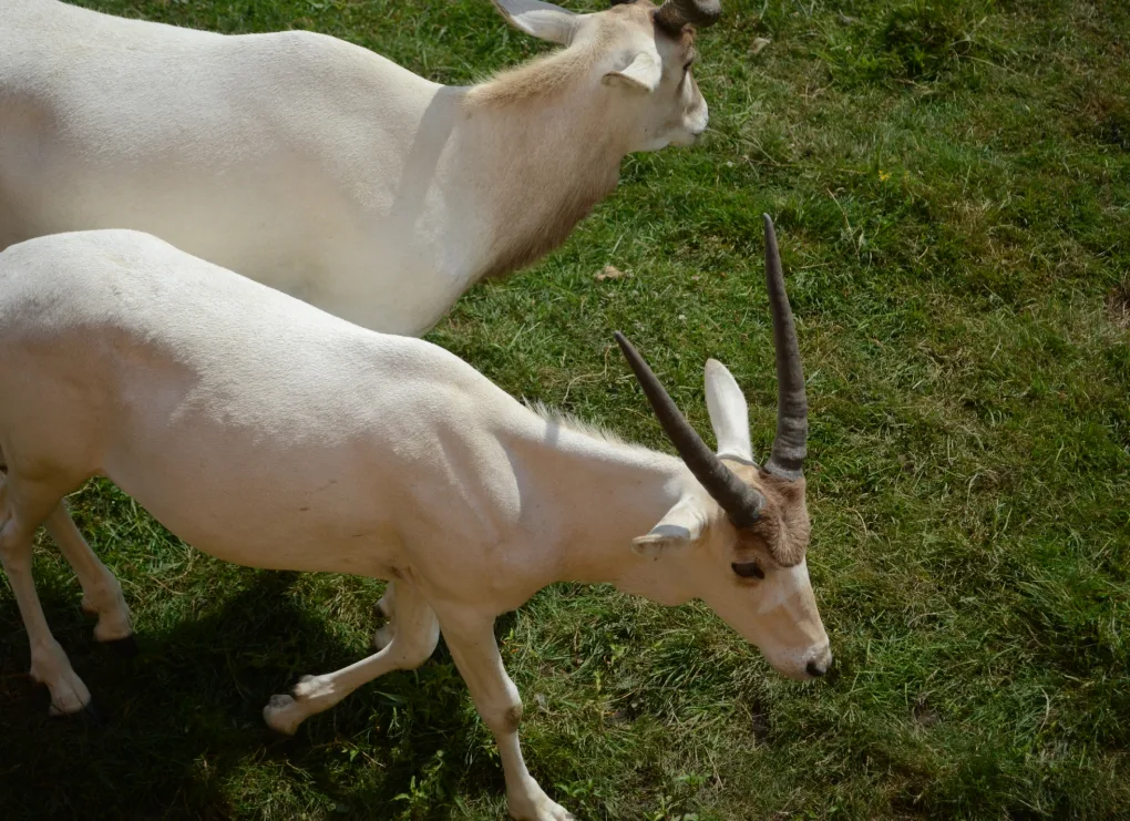 Deux antilopes blanches aux longues cornes recourbées qui broutent dans l'herbe