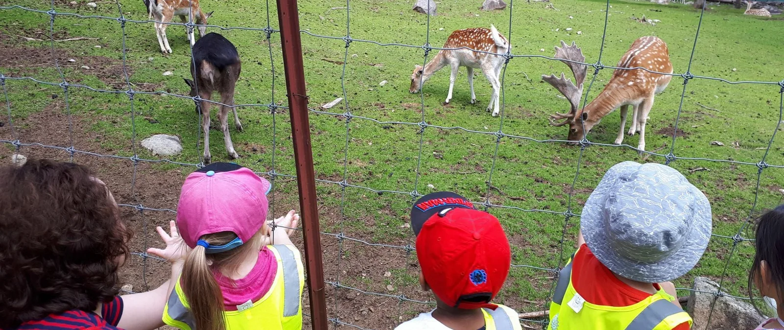 Des enfants en dossards jaunes observent des cerfs qui broutent derrière la clôture